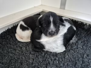 Schapendoes N-nest van de Roeskebeer